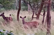 Amrabad Tiger Reserve and Wild Life Tour from Hyderabad
