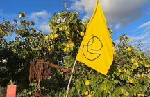 Autumn wine hike to the terroir f in Volkach