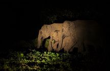 Private Night Safari in Sigiriya: Spot Fishing Cats, Lorises