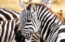Classic Tanzania Safari 7 Days 6 Nights Private Safari