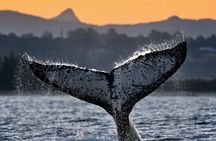 Whale Watching Adventure Ballina