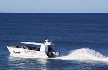 Whale Watching Adventure Ballina