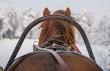 Traditional Finnhorse Sleigh Ride at SCV (30 min)