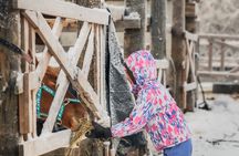 Tour to Aurora Horses Farm with Charming Finnhorses