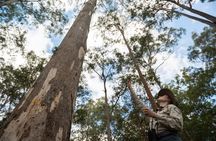 Brisbane Koala Half day Wildlife Viewing Tour