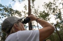 Brisbane Koala Half day Wildlife Viewing Tour