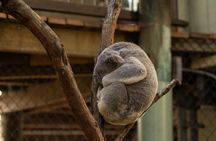 Brisbane Koala Half day Wildlife Viewing Tour