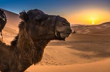 From Marrakech 3-Days Desert Tour with Luxury Camp & Camel Ride