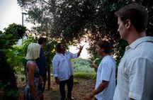 Casa Rispo Home Restaurant Sorrento : VineyardTour&WineTasting