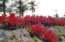 Riisitunturi National Park Autumn Hiking from Ruka-Kuusamo