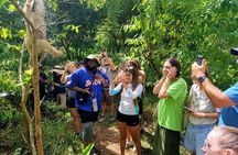 Sloth Watching, Coffee, Chocolate & Waterfall Experience