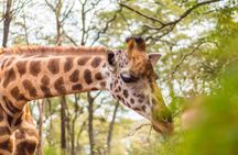 Nairobi Day Tour to Giraffe Centre and Kobe Beads Factory