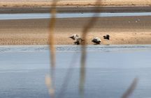 Private Invergordon Shore Excursion Luxury Highland Dornoch Trip