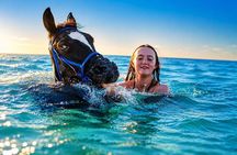 Swimming with Horses in Hurghada | Beach & Desert Adventure