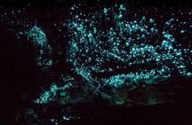 Glowworm Caves & Waterfalls Guided Tour in Bay of Islands
