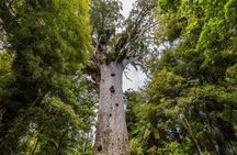 Private Tour of Auckland's West Coast - On the edge of wilderness