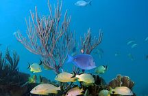 Key Largo Florida Scuba Activity