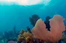 Key Largo Florida Scuba Activity