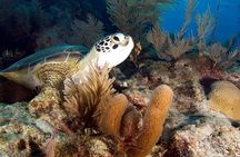 Key Largo Florida Scuba Activity