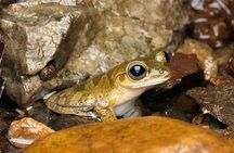 Drake Bay Night Walk Tour Nocturnal Wildlife Experience