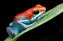 Drake Bay Night Walk Tour Nocturnal Wildlife Experience