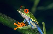 Drake Bay Night Walk Tour Nocturnal Wildlife Experience