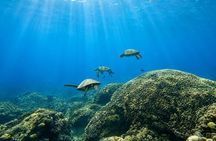 West Maui Snorkel with Photos and Videos: Turtle Guarantee