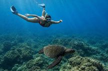 West Maui Snorkel with Photos and Videos: Turtle Guarantee