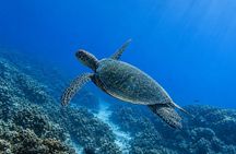 West Maui Snorkel with Photos and Videos: Turtle Guarantee