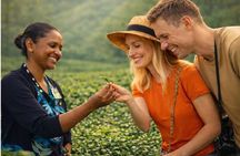 Kandy Nuwaraeliya Tour and Ella Train Journey from Nanuoya