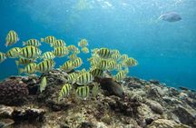 Blue Cave Okinawa Scuba Diving for Beginners