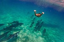 Dolphin Snorkeling and Pungume Island with Lunch and Transfer