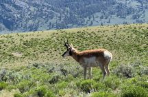 Lamar Valley Wildlife Safari from Gardiner