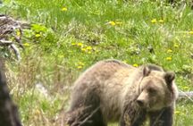 Yellowstone Upper Loop Wildlife Tour in Lamar Valley Bozeman