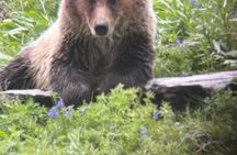 Yellowstone Upper Loop Wildlife Tour in Lamar Valley Bozeman
