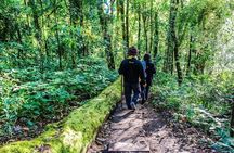 Doi Inthanon Trekking Tour with Kew Mae Pan or Pha Dok Siew
