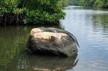 Private Bentota River Safari Boat Tour