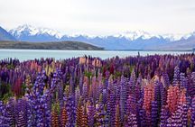 Private Lake Tekapo Escape: A Scenic Journey from Queenstown