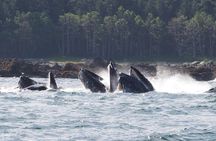 Hoonah Whale Tours in Icy Strait