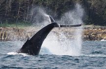 Hoonah Whale Tours in Icy Strait
