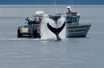 14 passenger Whale Watching Tours in Icy Strait aka Hoonah AK