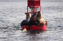 14 passenger Whale Watching Tours in Icy Strait aka Hoonah AK
