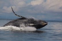 14 passenger Whale Watching Tours in Icy Strait aka Hoonah AK