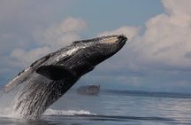 14 passenger Whale Watching Tours in Icy Strait aka Hoonah AK