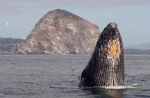 Whale Watching in Morro Bay Humpback and Gray Whales with Sub Sea