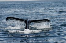 Whale Watching in Morro Bay Humpback and Gray Whales with Sub Sea