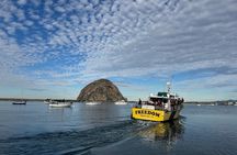 Whale Watching in Morro Bay Humpback and Gray Whales with Sub Sea