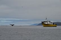 Whale Watching in Morro Bay Humpback and Gray Whales with Sub Sea