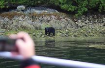 Tofino Bear Watching Tour: Explore Clayoquot Sound