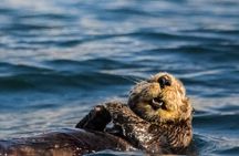 Tofino Bear Watching Tour: Explore Clayoquot Sound
